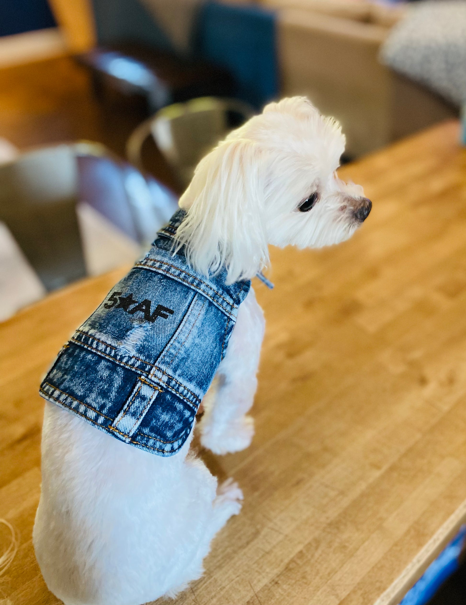 Dog 2024 denim vest